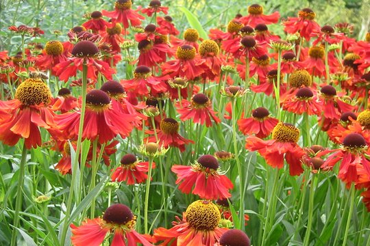 Landesgartenschauen und Gartenschauen