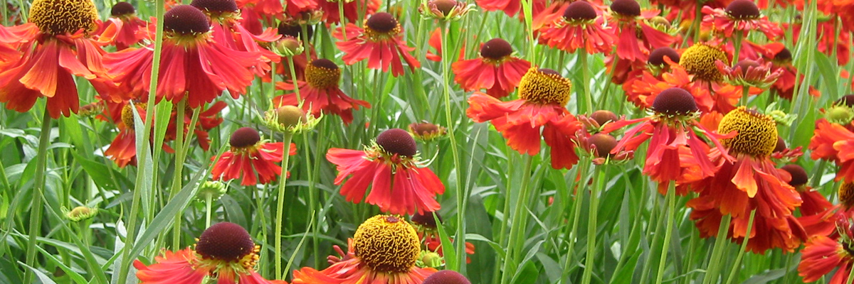Foto: Carolin von Lintig, Freie Landschaftsarchitektin