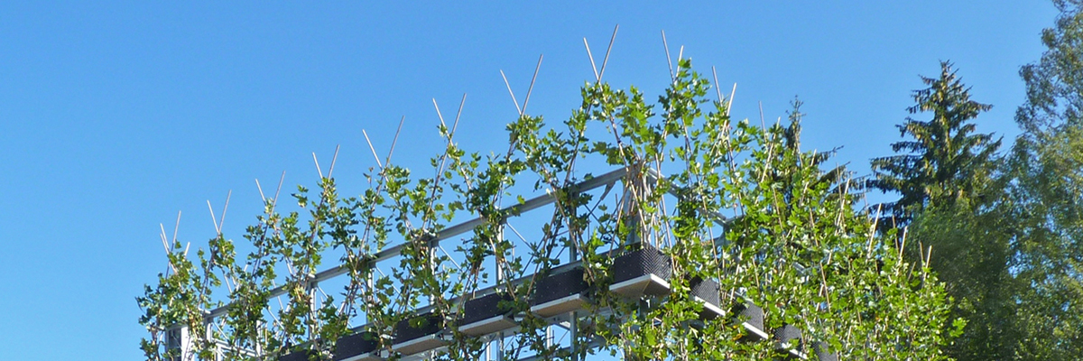 Platanenkubus in Nagold; Ludwig.Schönle